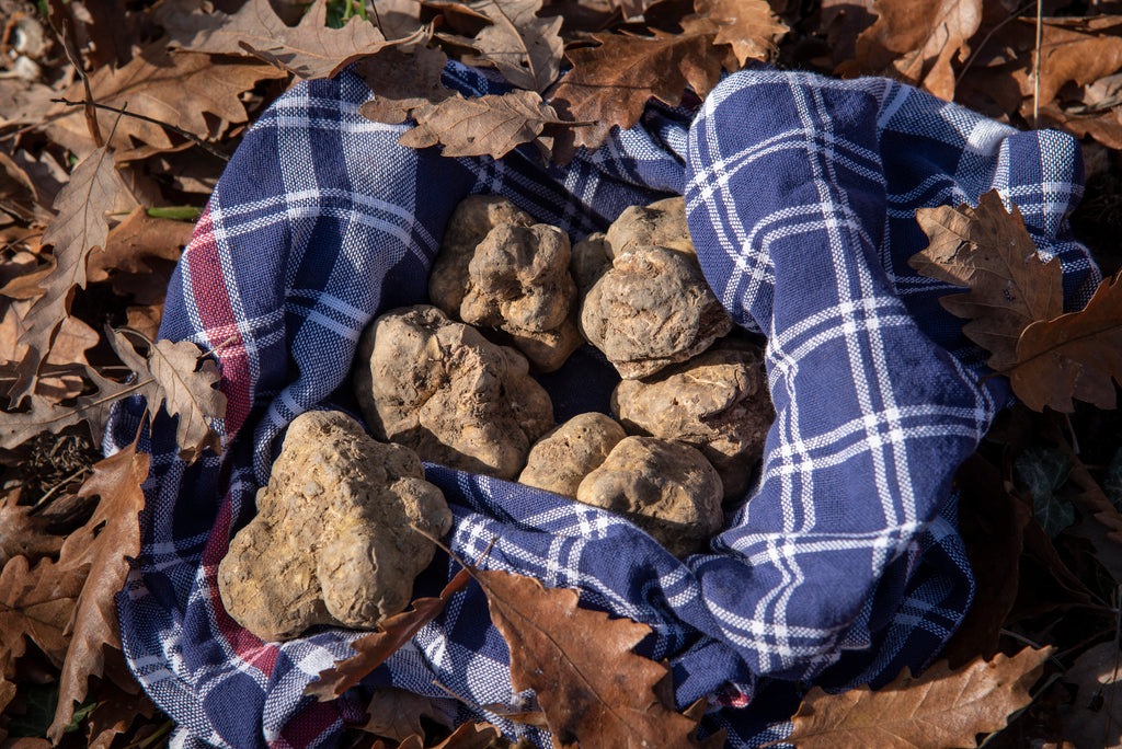 What is the Alba White Truffle?